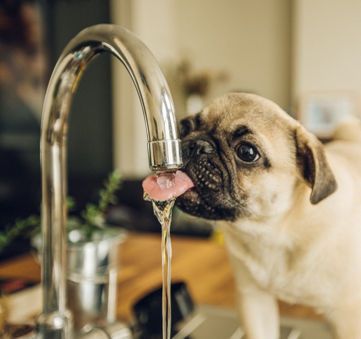 Tyk hund, der drikker af vandhane.